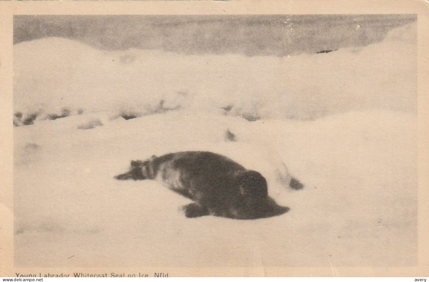 Young Labrador Whitecoat Seal On Ice, Newfoundland - Altri & Non Classificati
