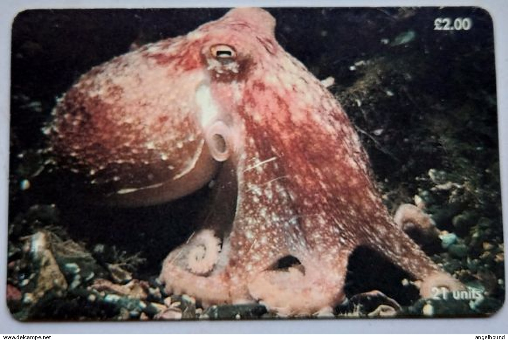 Isle Of Man Manx Telecom £2   21 Units  " Lesser Or Curled Octopus " - Man (Isle Of)