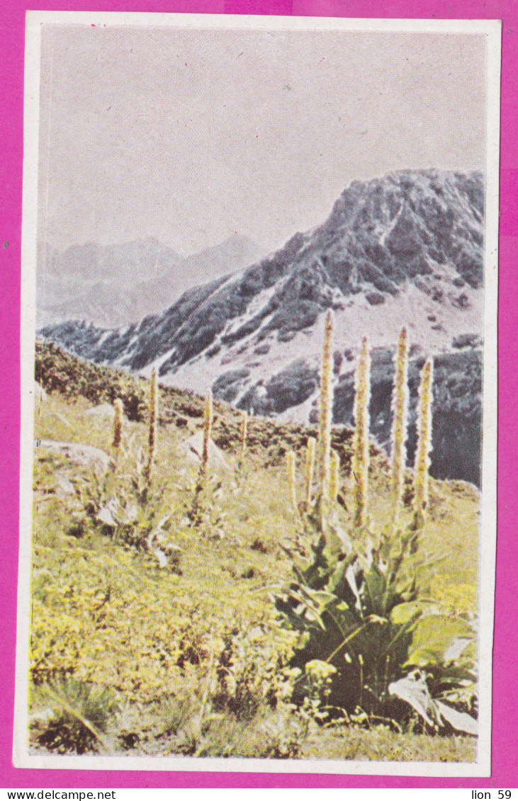 291552 / Bulgaria - Flowers Verbascum Yerbascum (Gordolobo) - Espectoral Used Against Asthma And Bronchitis PC  - Heilpflanzen