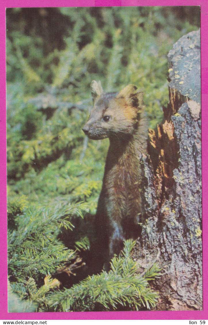 291559 / Russia Altai Nature Reserve - Animals The Sable (Martes Zibellina) Zibeline Zobel 1972 PC Photo A. Freudberg - Sammlungen & Sammellose