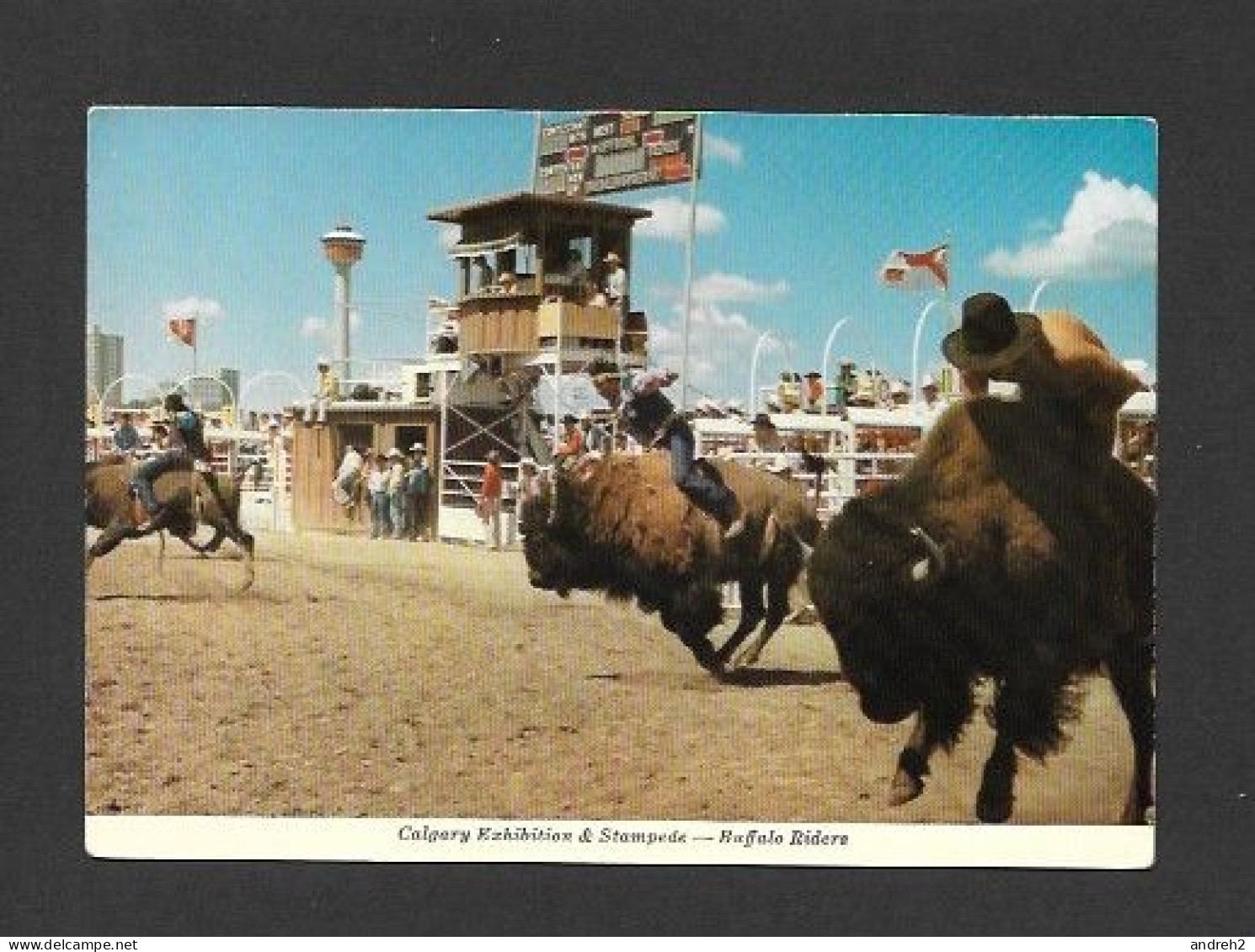 Calgary - Alberta - Calgary Exhibition & Stampede - Buffalo Riders Greatest Outdoor Show On Earth - Photo  Fred Kobsted - Calgary