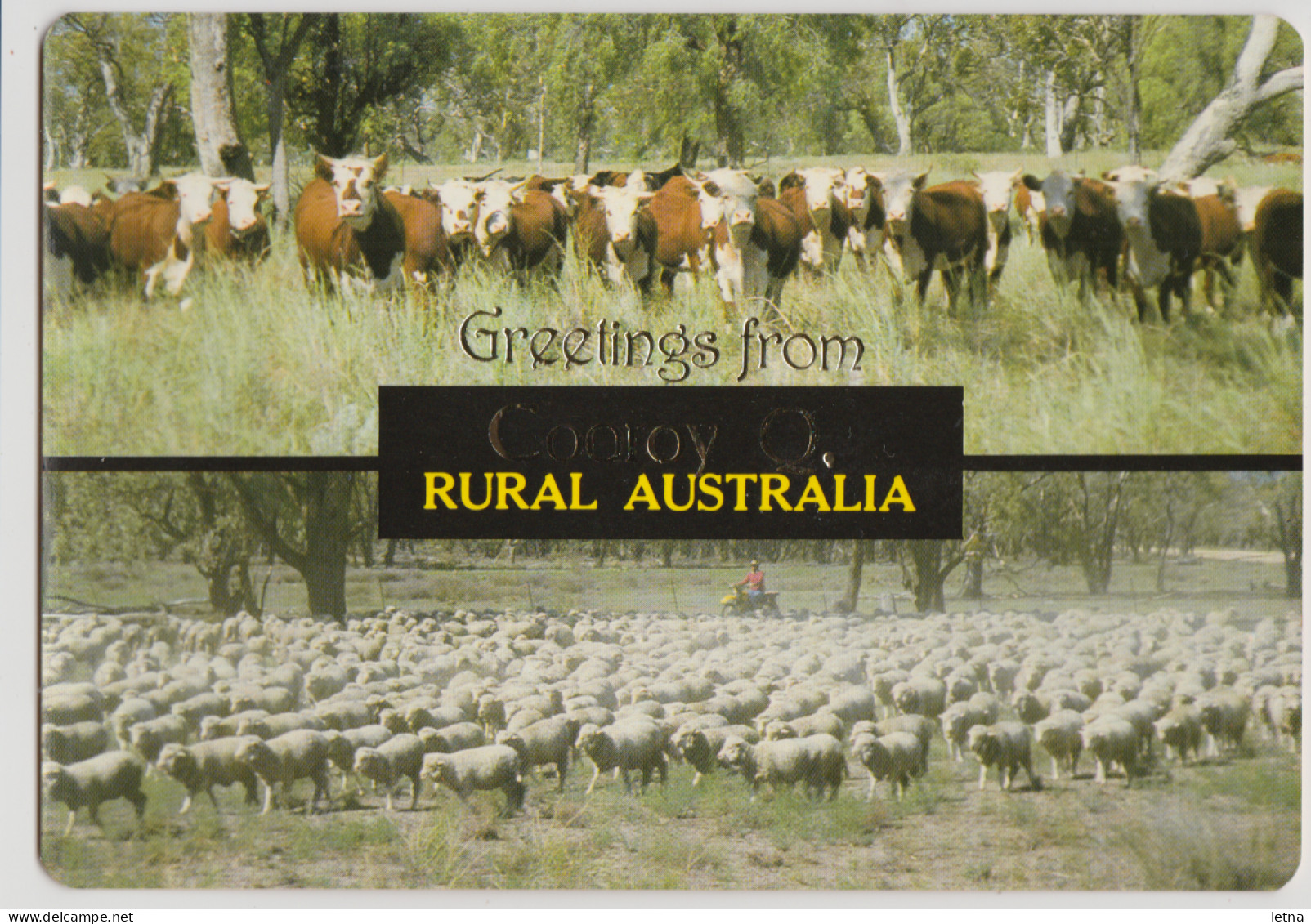 Australia QUEENSLAND QLD Cattle Sheep Farms Greetings From COOROY Murray Views W674A Dual View Postcard C1980s - Other & Unclassified
