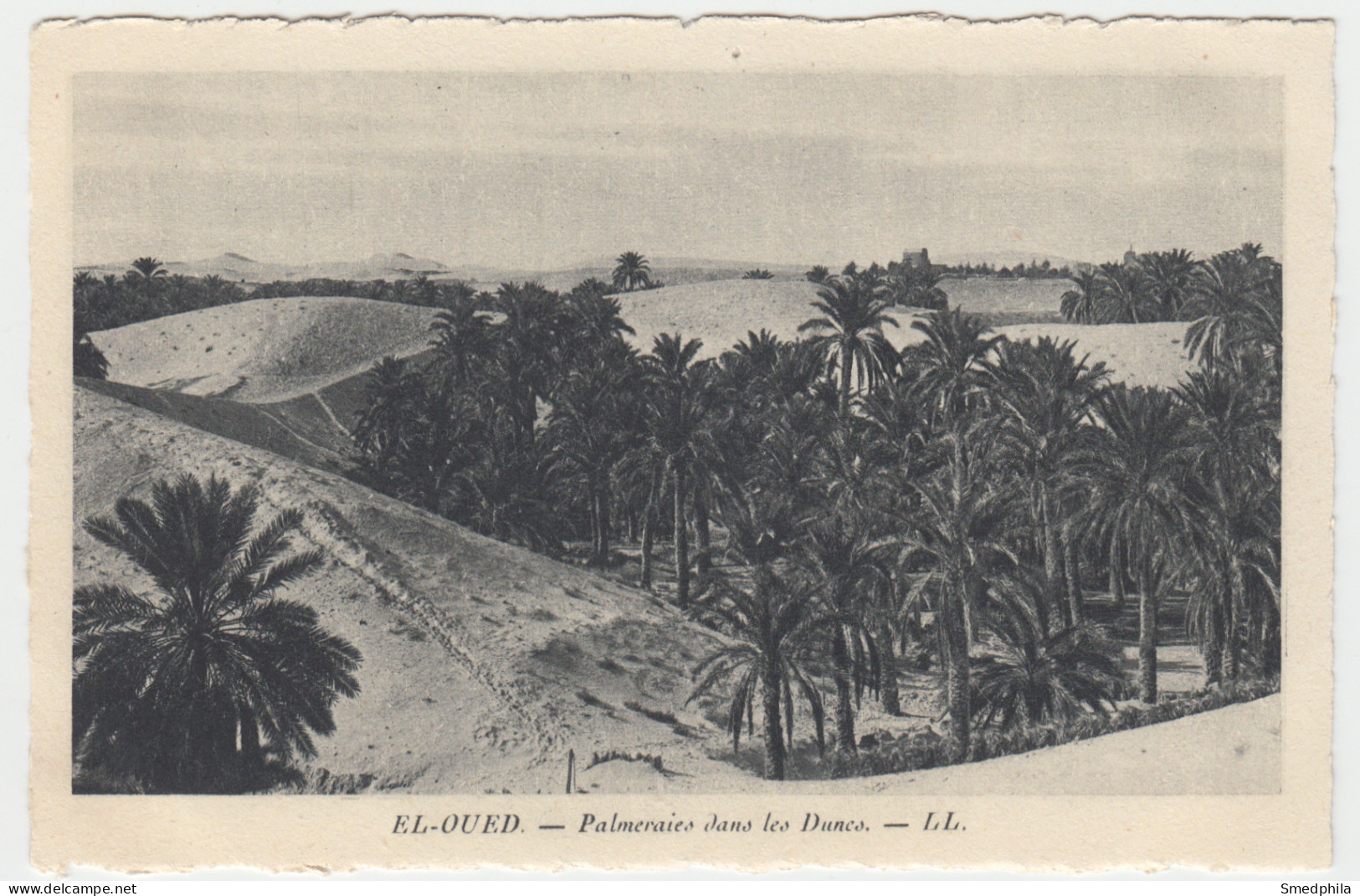 El-Oued - Palmeraies Dans Les Dunes - El-Oued