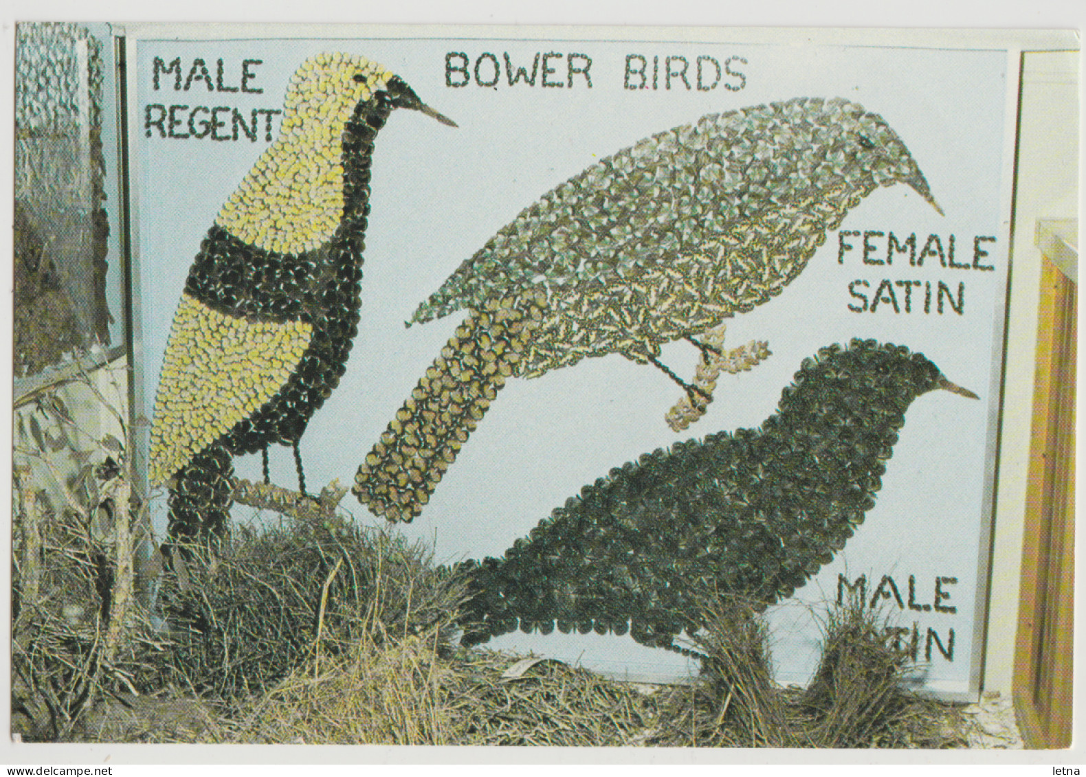 Australia QUEENSLAND Bower Bird Nature Display Made From Butterflies AYR Bolton Postcard C1970s - Far North Queensland