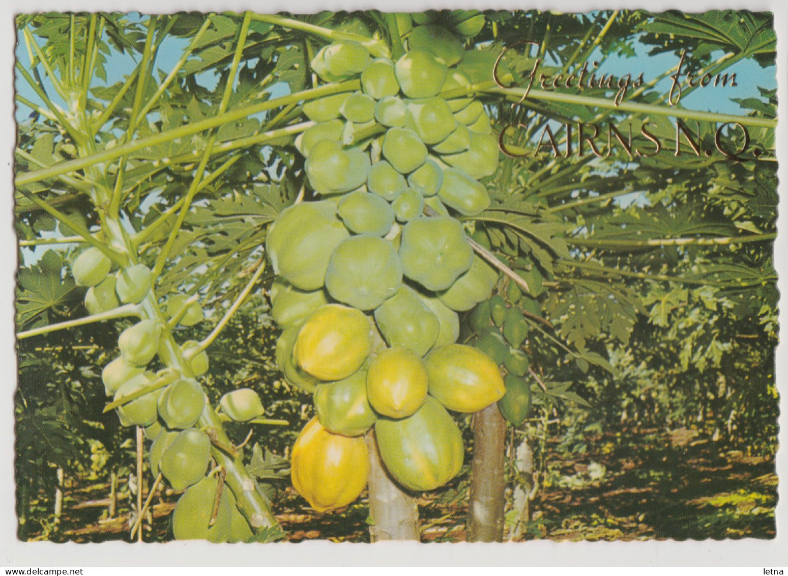 Australia QUEENSLAND QLD Pawpaw Tree Fruit Greetings From CAIRNS Murray Views W502 Postcard C1970s - Sonstige & Ohne Zuordnung