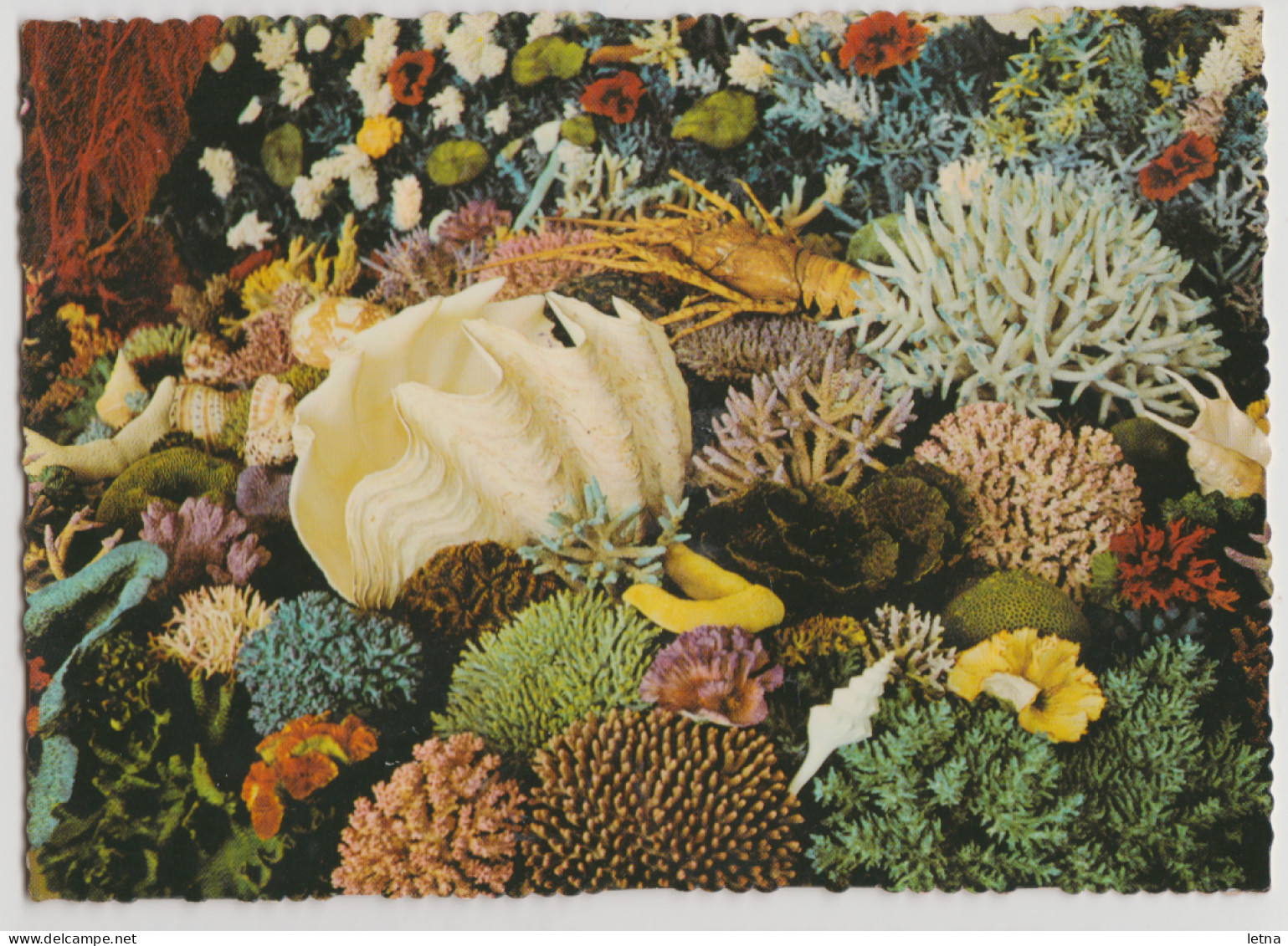 Australia QUEENSLAND QLD Clam Crayfish Coral GREAT BARRIER REEF Murray Views W363 Postcard C1970s - Mackay / Whitsundays