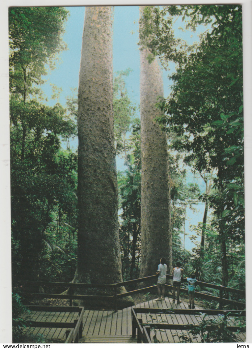 Australia QUEENSLAND QLD Tall Kauri Twin Trees LAKE BARRINE Atherton Tableland Murray Views W47B Postcard C1980s - Atherton Tablelands