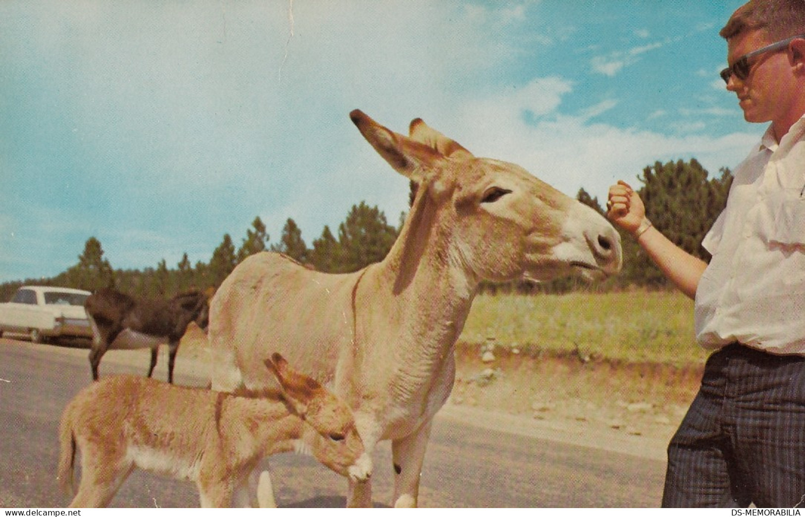 Donkey Feeding In Custer State Park South Dakota - Sonstige & Ohne Zuordnung