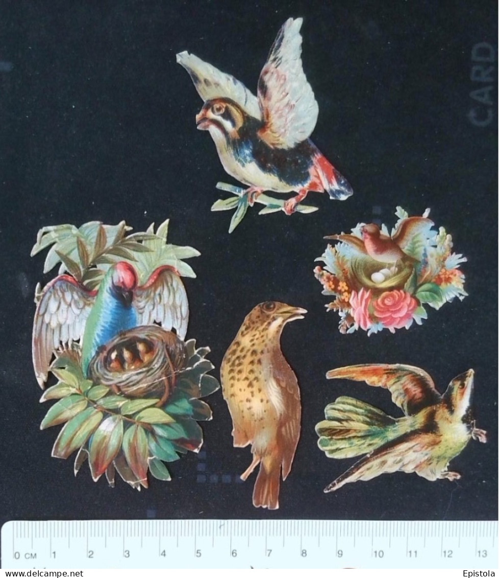 ► Lot 5 Oiseaux Nids   -  Decoupis époque Victorienne XIXe "Victorian Die-cuts" - Animals