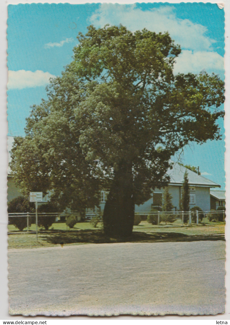 Australia QUEENSLAND QLD Bottle Tree TAMBO Murray Views W9 Postcard 1980s TAMBO Pmk - Otros & Sin Clasificación