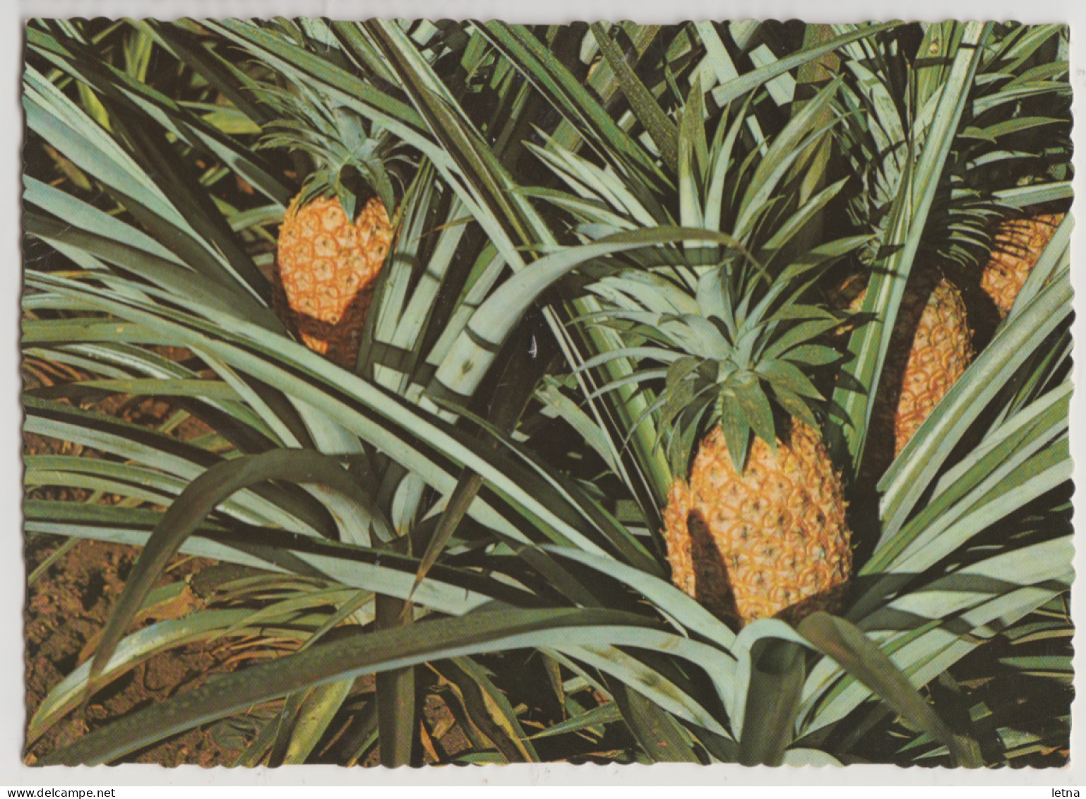 Australia QUEENSLAND QLD Pineapples Ready For Harvest Murray Views W541 Postcard C1970s - Andere & Zonder Classificatie