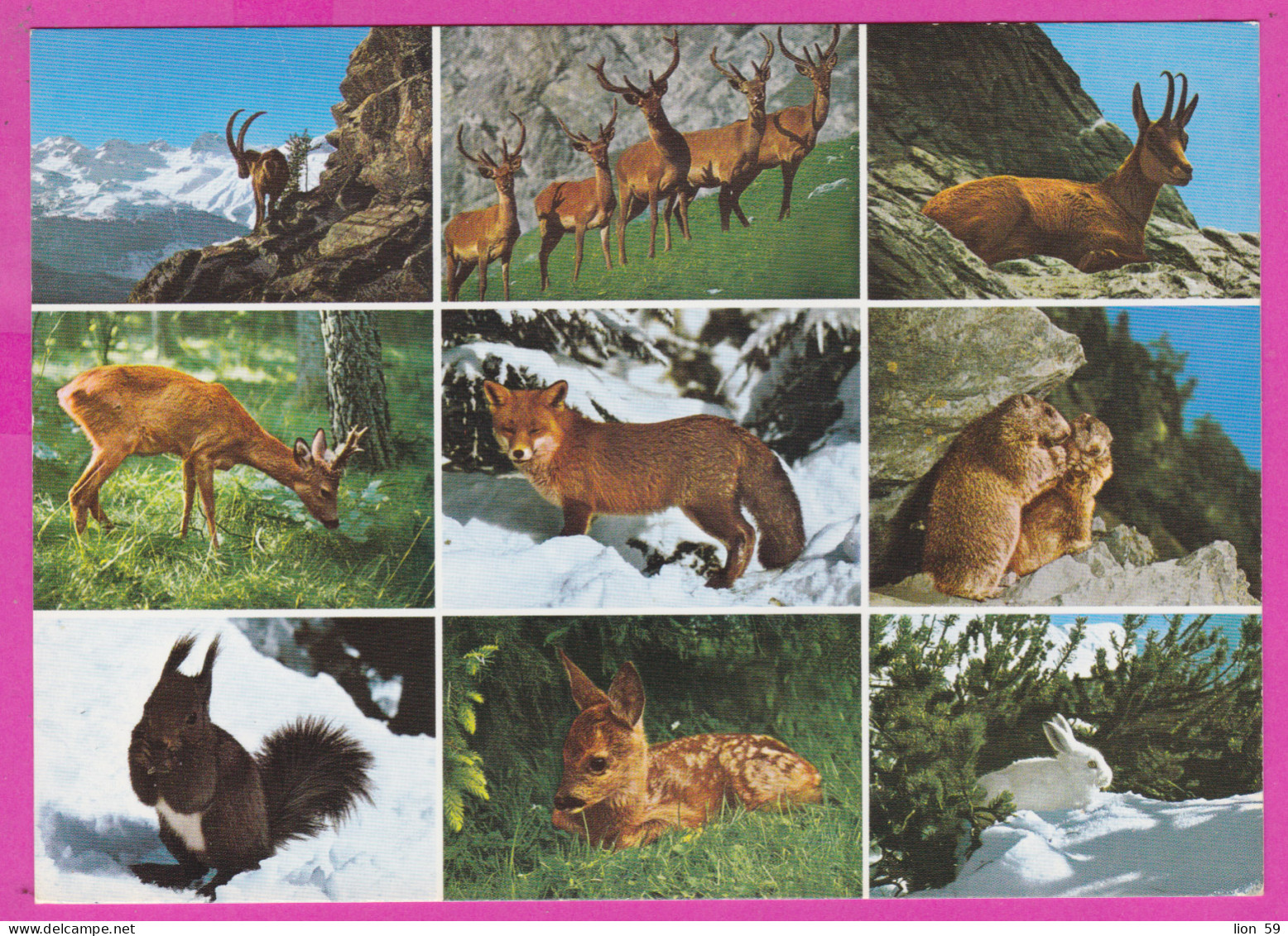 291628 / Animals Of The Alps - Goat Roe Deer Fox Squirrels White Rabbit Chamois Alpine Ibex Marmot PC Switzerland - Collections & Lots