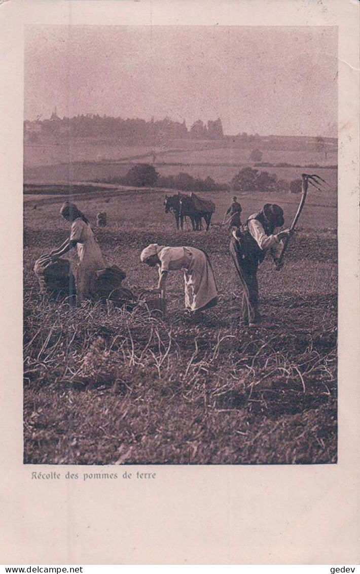 Genève Meyrin, Campagne Romande, Récolte Des Pommes De Terre (17.10.1916) - Meyrin