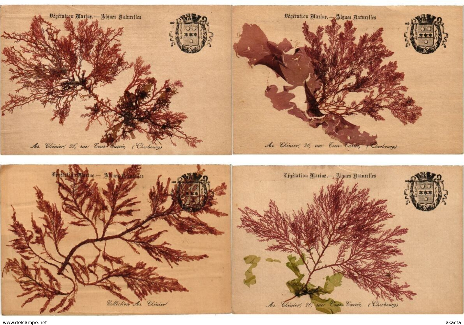 SEA PLANTS ALGUES NATURELLES, HANDMADE, FRANCE, 17 Vintage Postcards (L6230) - Collections & Lots