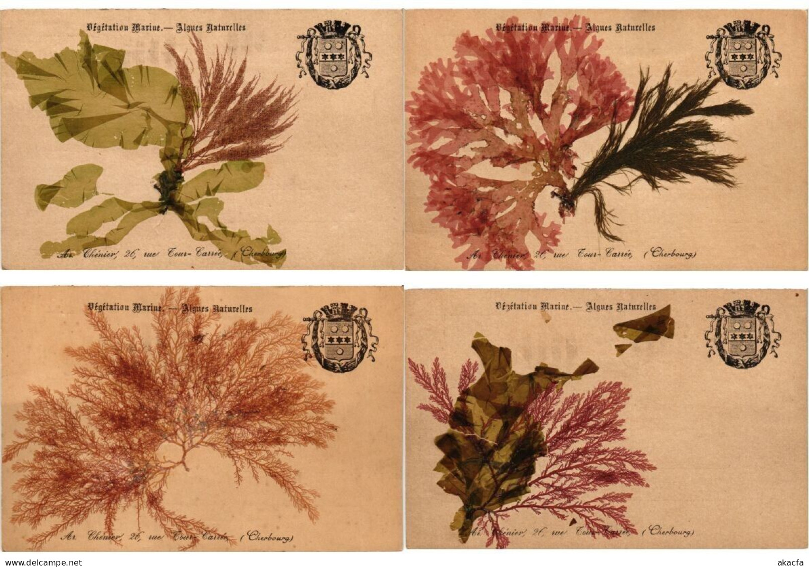 SEA PLANTS ALGUES NATURELLES, HANDMADE, FRANCE, 17 Vintage Postcards (L6230) - Collections & Lots