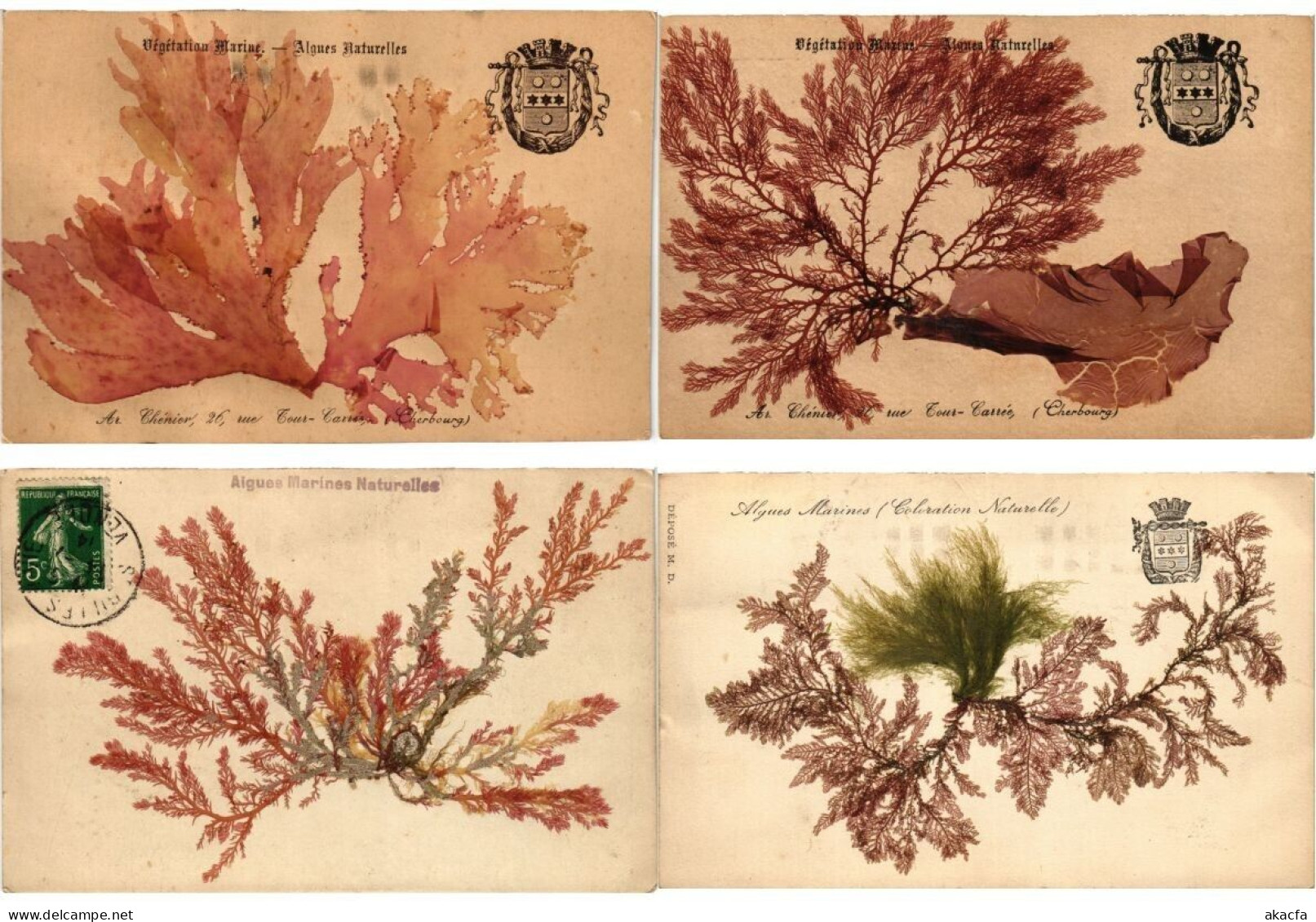 SEA PLANTS ALGUES NATURELLES, HANDMADE, FRANCE, 17 Vintage Postcards (L6230) - Collections & Lots