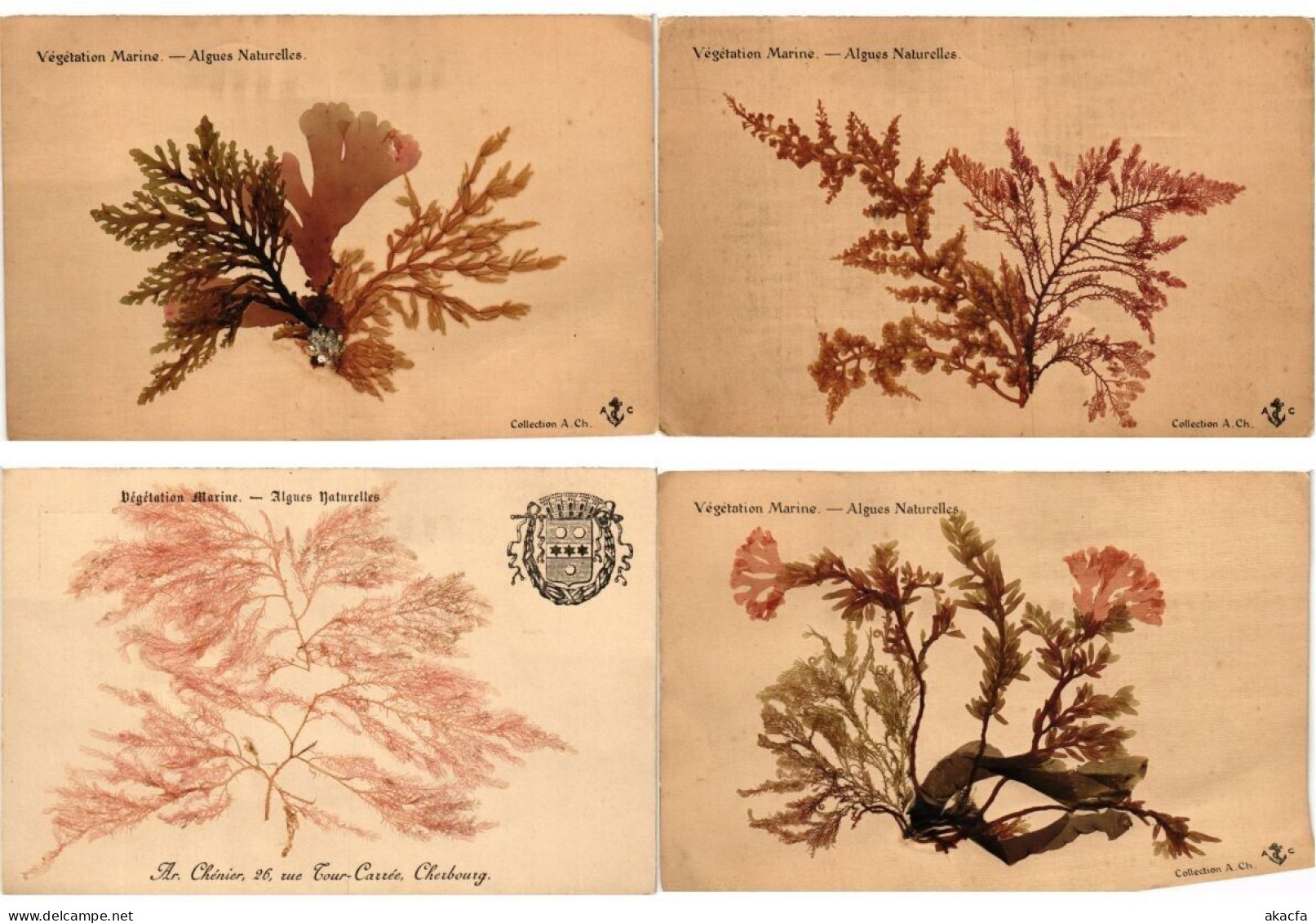 SEA PLANTS ALGUES NATURELLES, HANDMADE, FRANCE, 17 Vintage Postcards (L6230) - Collections & Lots