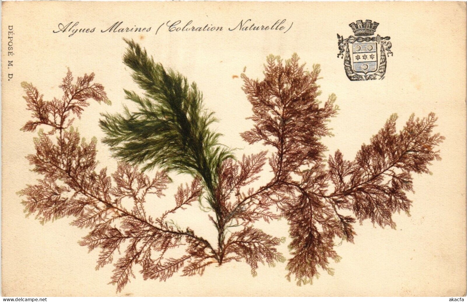 SEA PLANTS ALGUES NATURELLES, HANDMADE, FRANCE, 17 Vintage Postcards (L6230) - Sammlungen & Sammellose