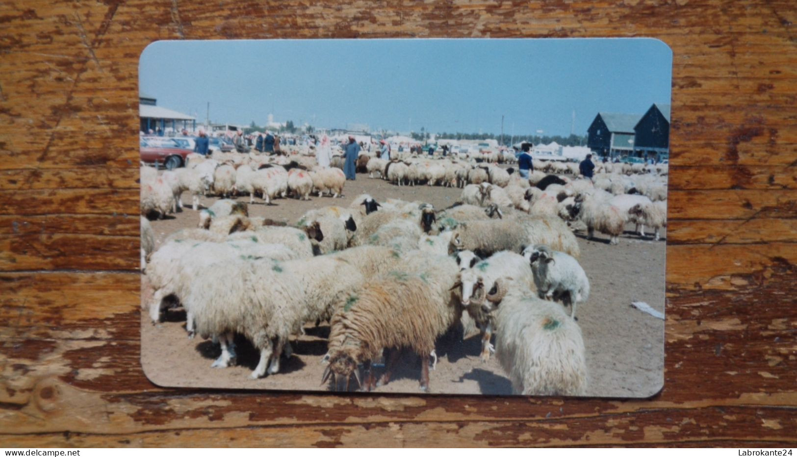 REF 631 : Photo Originale 12.5 X 8.5 Cm  Koweit Marchand De Mouton - Kuwait