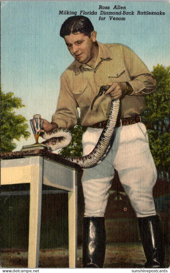 Florida Silver Springs Ross Allen's Reptile Institute Ross Allen Milking Diamond Back Rattlesnake Curteich - Silver Springs