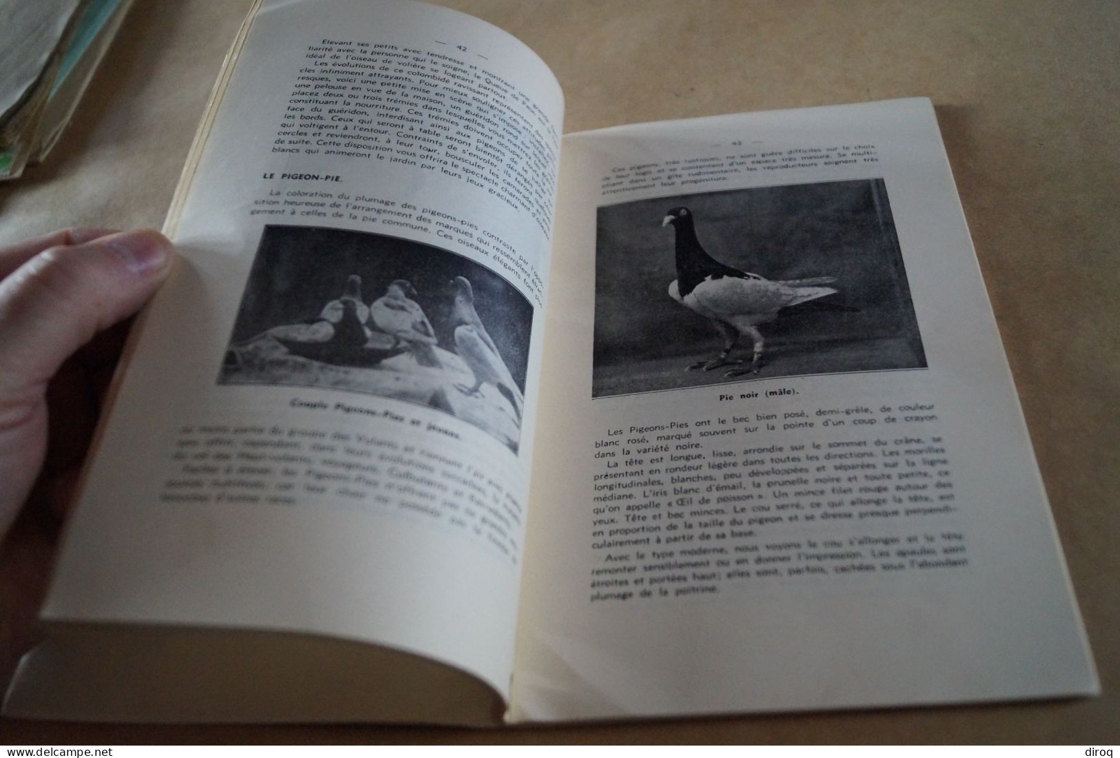 Colombophile,Pigeon,RARE ancien ouvrage avec lot de plumes,102 pages,21 Cm. / 13,5 Cm
