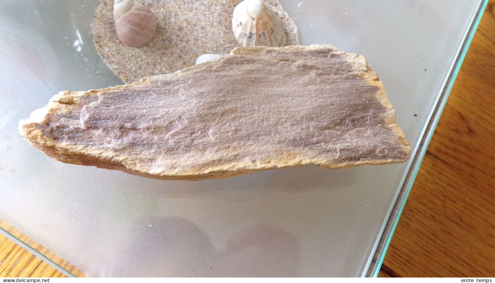 Bois Fossile - Fossili
