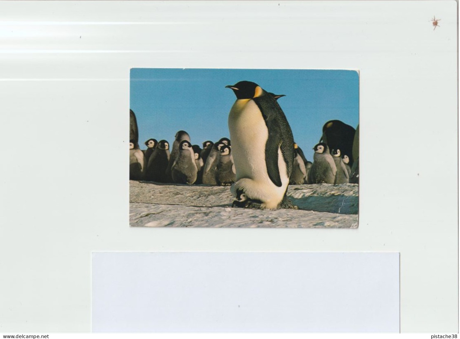 TAAF - Manchots Empereur Et Poussins, Au Verso Lady Franklin Canada, Daté Du 27 Fév. 1984  Rare - Voir Les 2 Scans - TAAF : Terres Australes Antarctiques Françaises