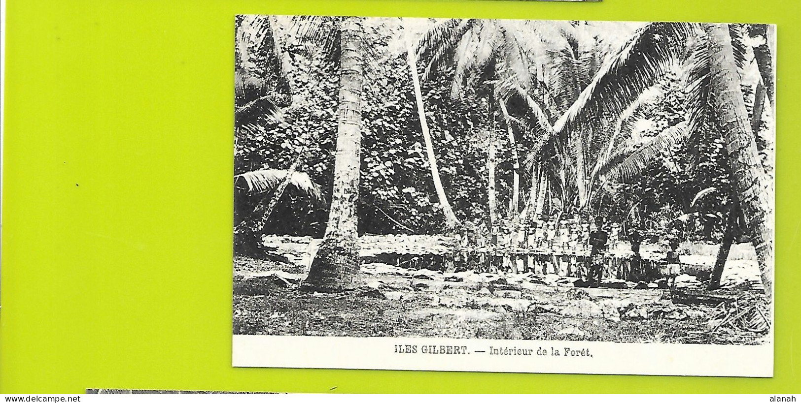 Intérieur De La Forêt Aux ILES GILBERT En Micronésie - Micronesië