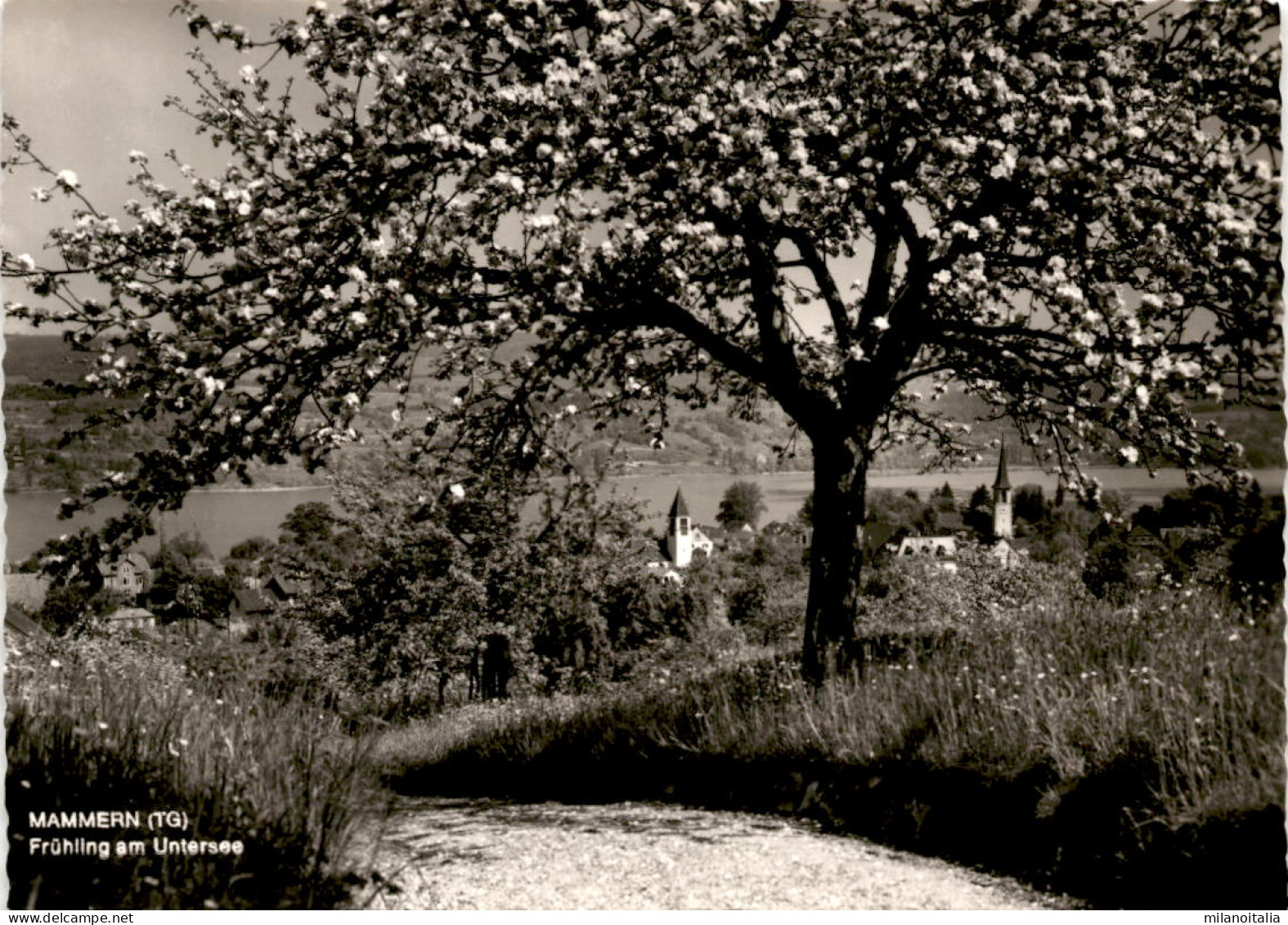 Mammern (TG) - Frühling Am Untersee (31655) - Mammern