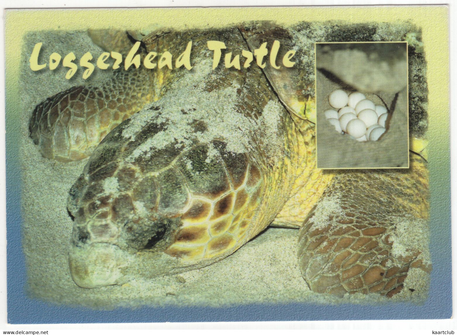 Loggerhead Turtle With Eggs  - (Florida - USA) - Turtles