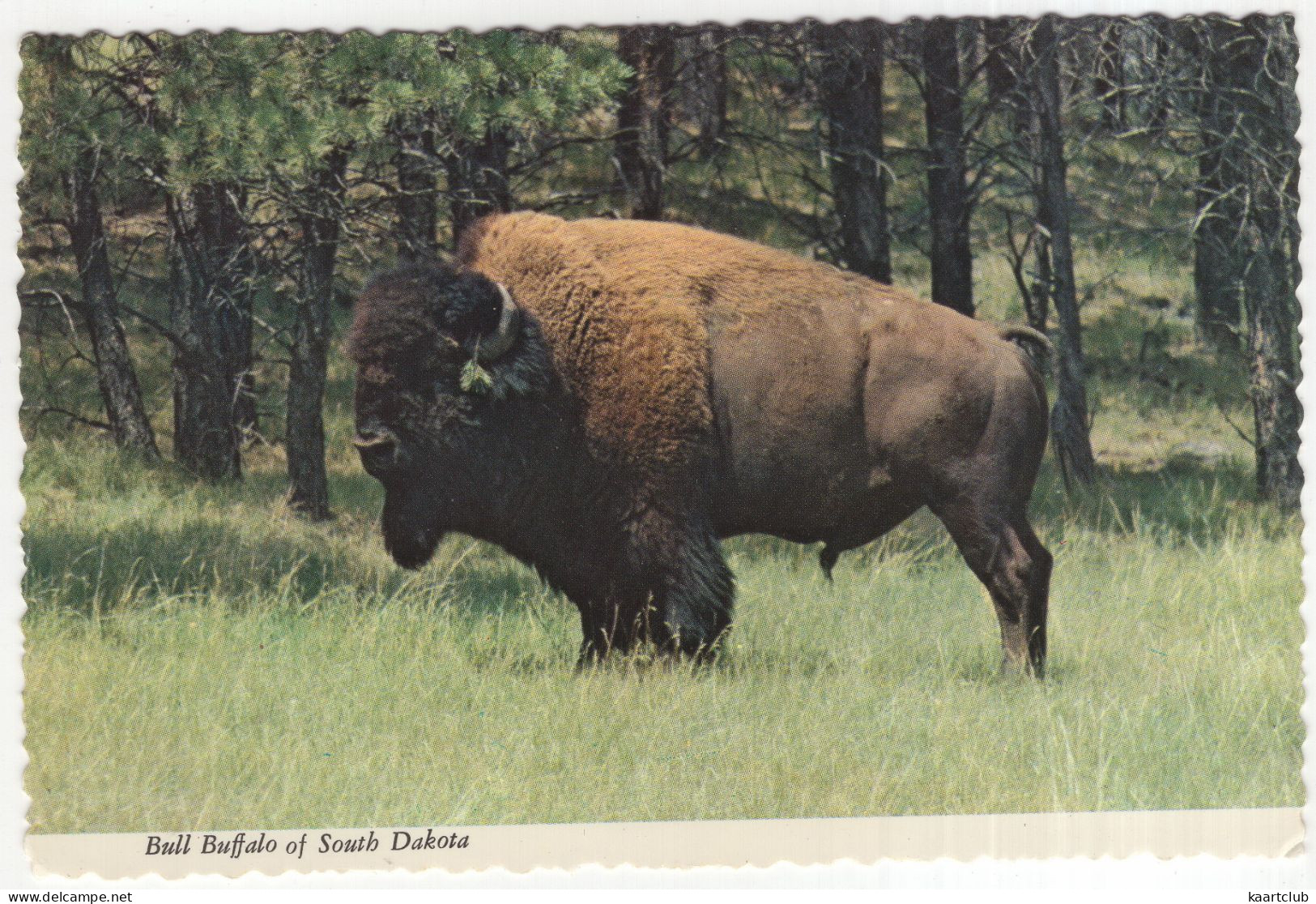 Bull Buffalo Of South Dakota - (USA) - Taureaux
