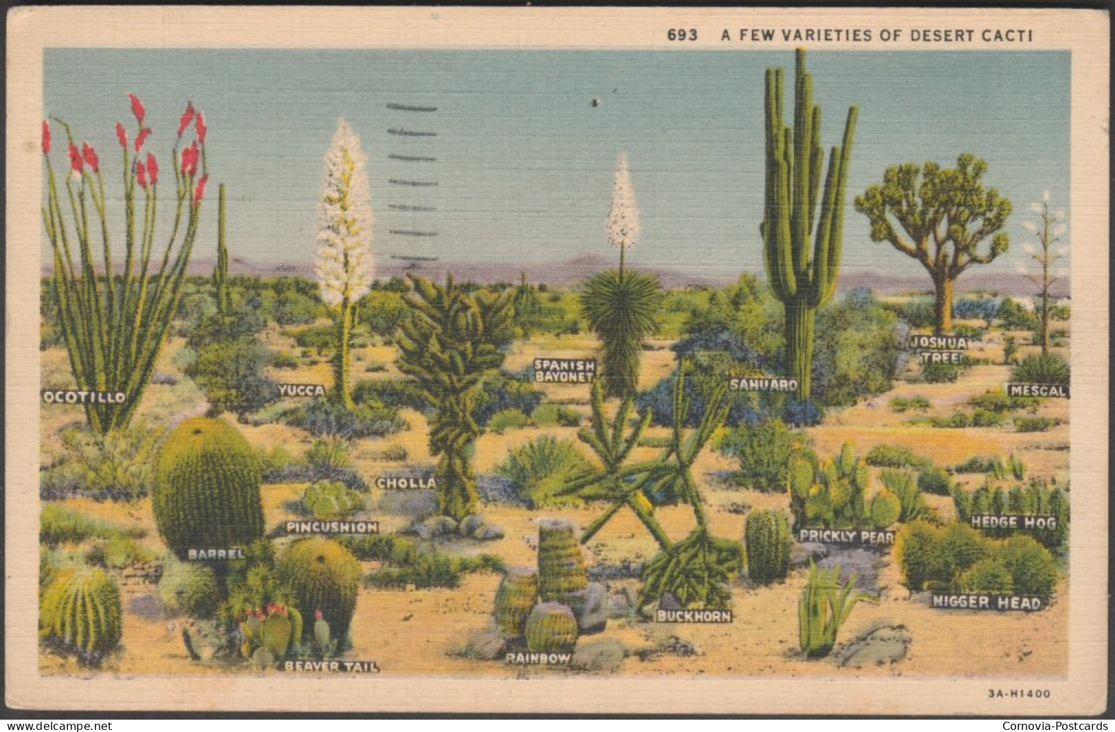 A Few Varieties Of Desert Cacti, 1939 - Western Publishing & Novelty Co Postcard - Cactus
