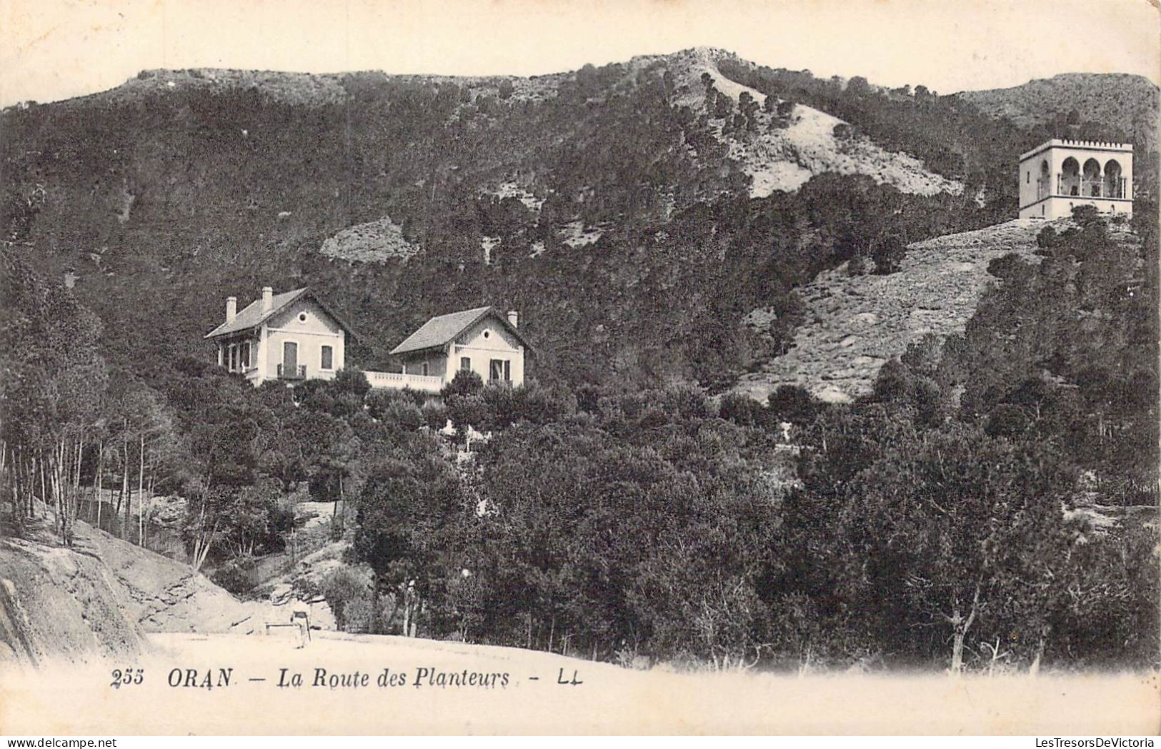 ALGERIE - Oran - La Route Des Planteurs - Carte Postale Ancienne - Oran