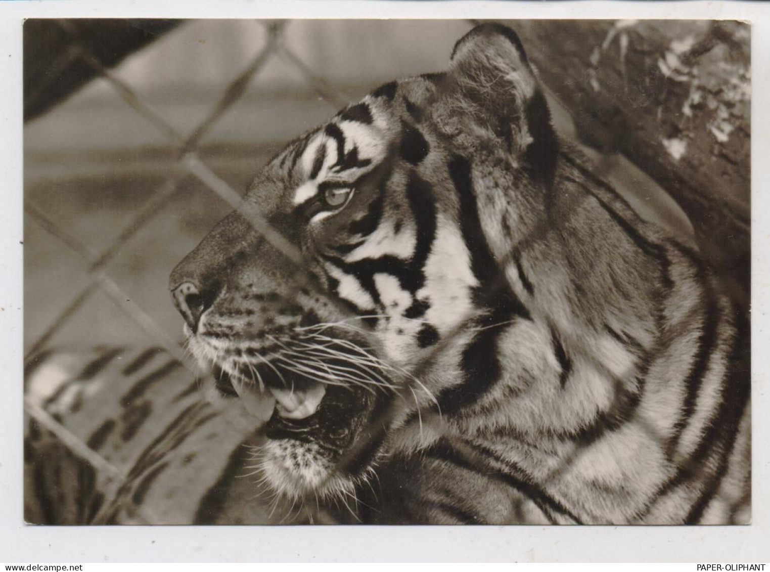 1000 BERLIN - FRIEDRICHSFELD, Tierpark Berlin (Zoo), Bengal - Tiger - Hohenschönhausen