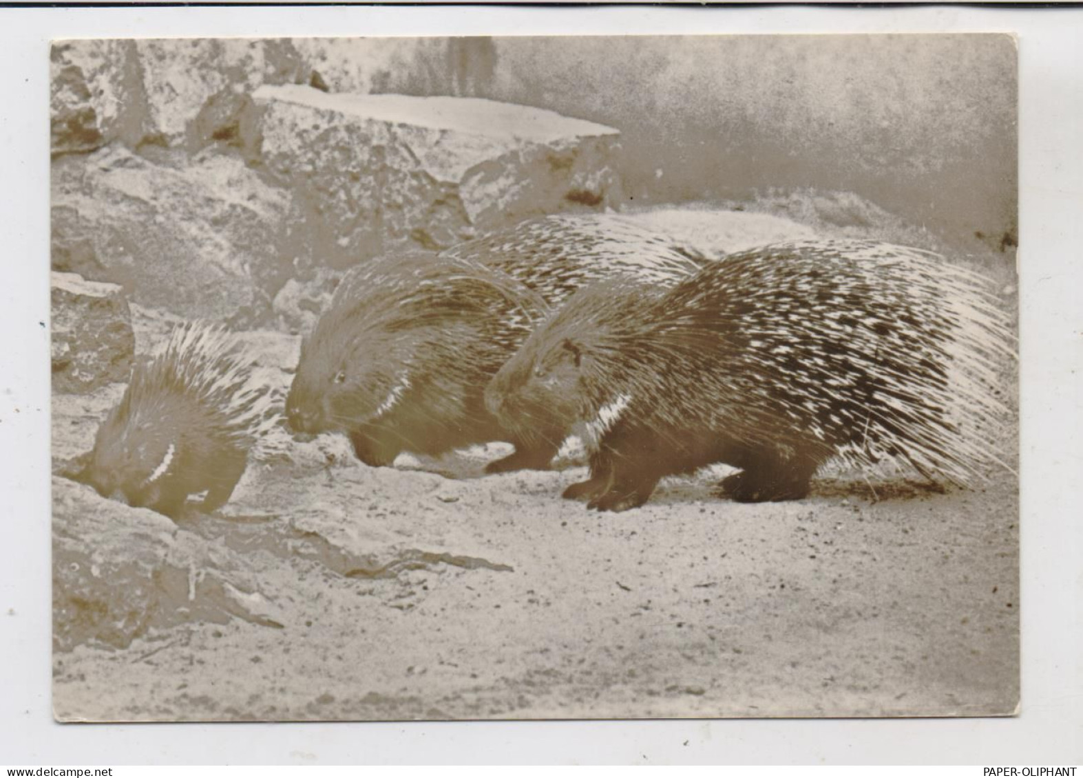 1000 BERLIN - FRIEDRICHSFELD, Tierpark Berlin (Zoo), Weissschwanztachelschweine - Hohenschönhausen