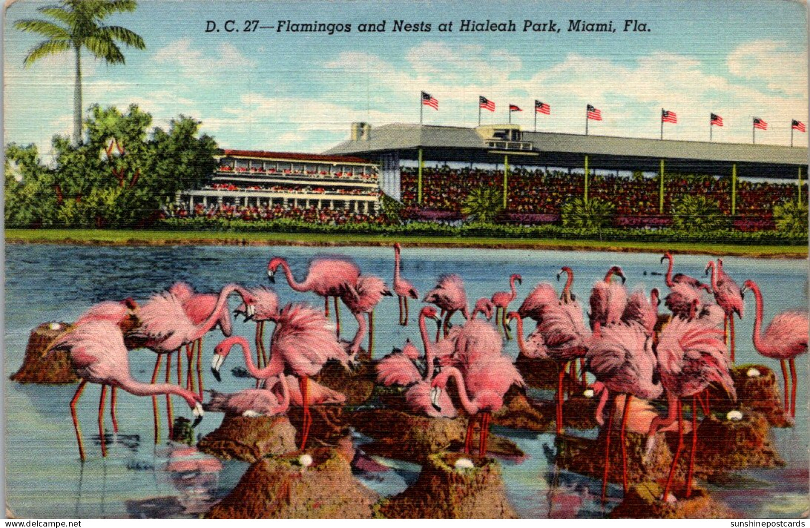 Florida Miami Flamingos And Nests At Hialeah Park 1944 Curteich - Miami