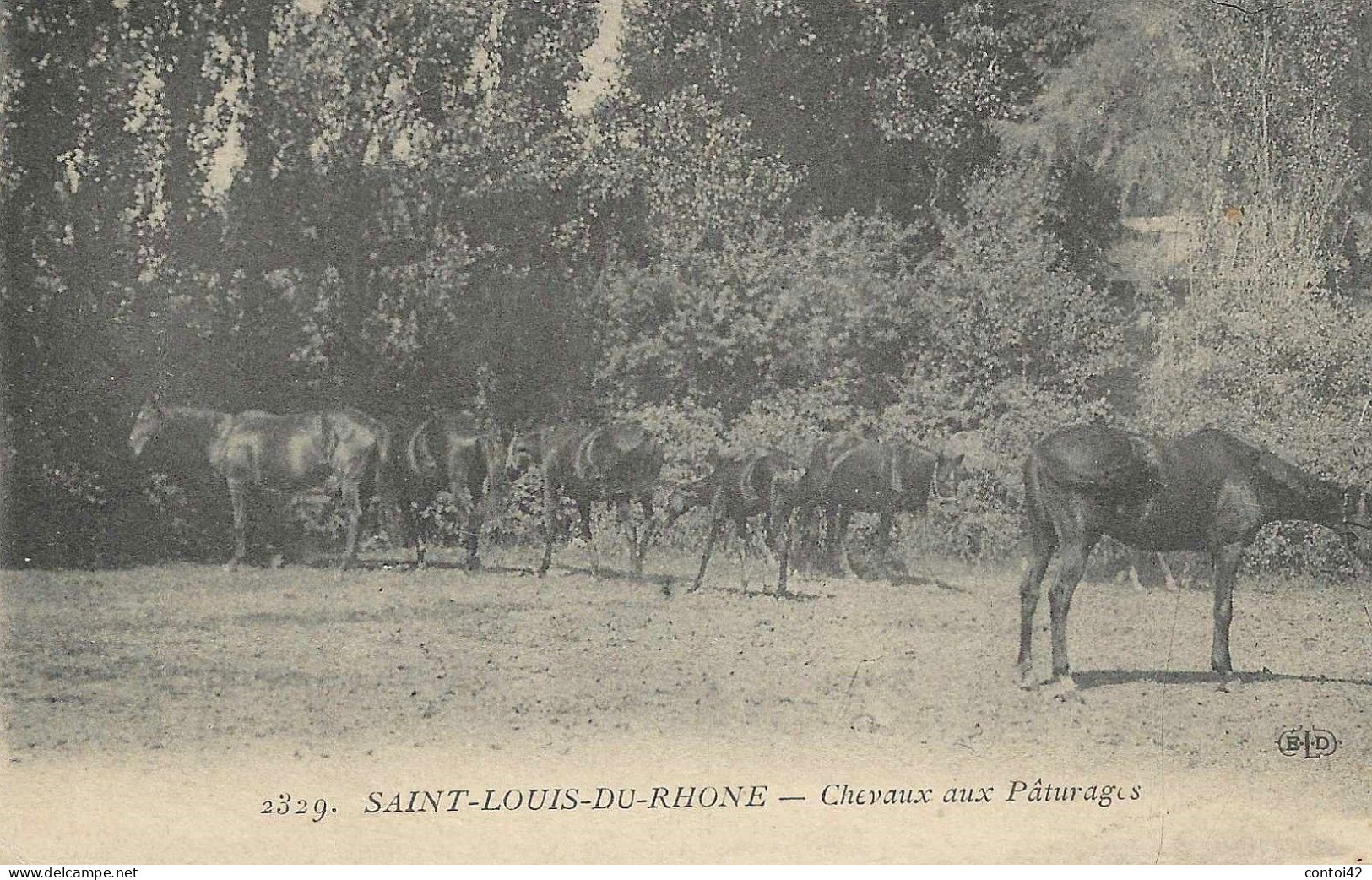 13 PORT SAINT LOUIS DU RHONE CHEVAUX AUX PATURAGES  CAMARGUE PROVENCE BOUCHES DU RHONE - Saint-Louis-du-Rhône