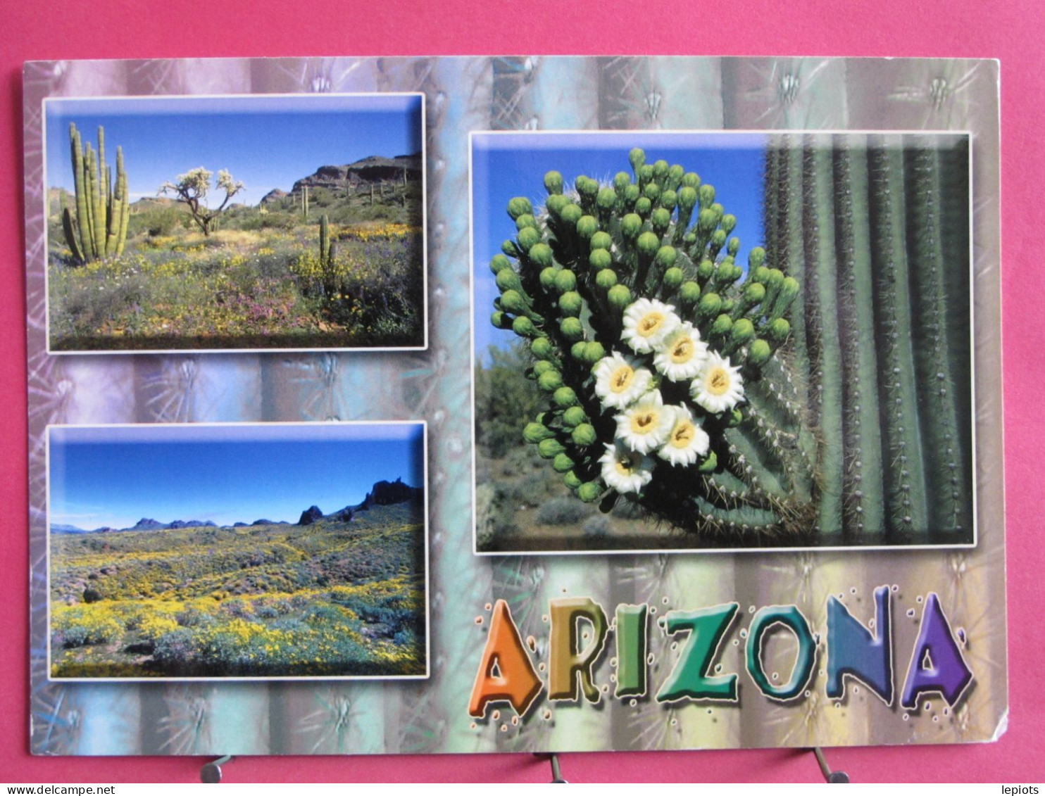 Visuel Très Peu Courant - USA - Arizona - Spring In The Sonoran Desert - R/verso - Altri & Non Classificati