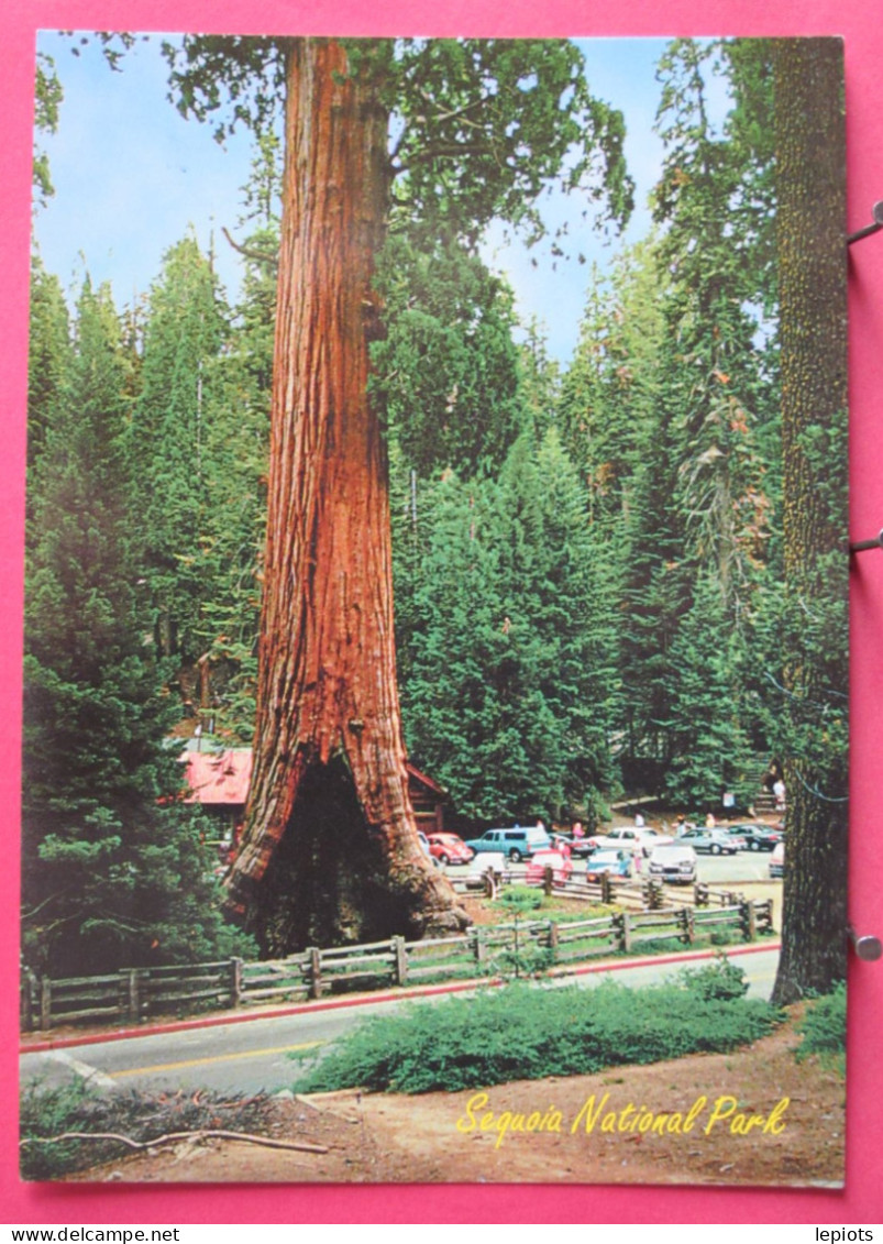 USA - California - Sequoia National Park - R/verso - Kings Canyon