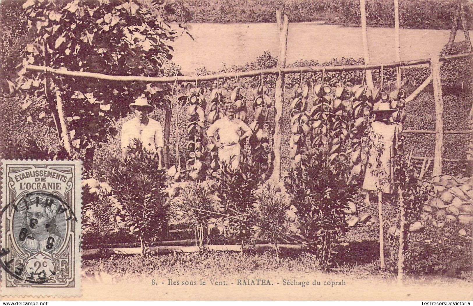 FRANCE - Iles Sous Le Vent - Raiatea - Séchage Du Coprah - Carte Postale Ancienne - Polynésie Française