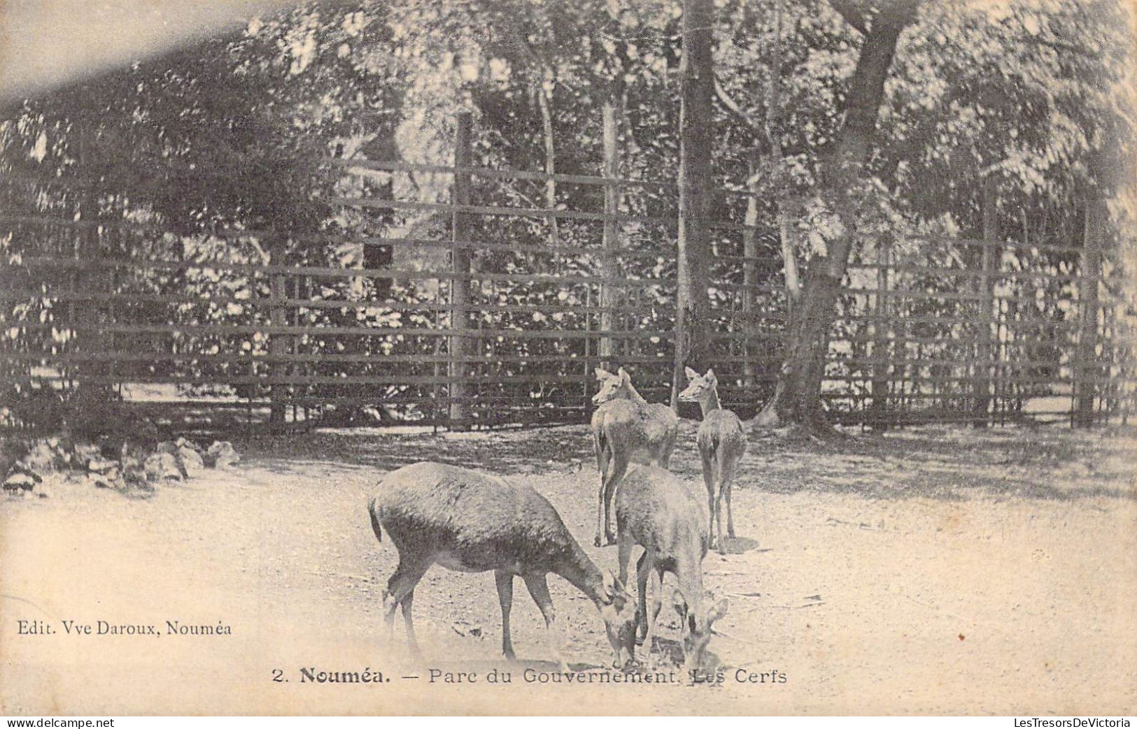 FRANCE - Nouvelle-Calédonie - Nouméa - Parc Du Gouvernement - Les Cerfs - Carte Postale Ancienne - Nouvelle Calédonie