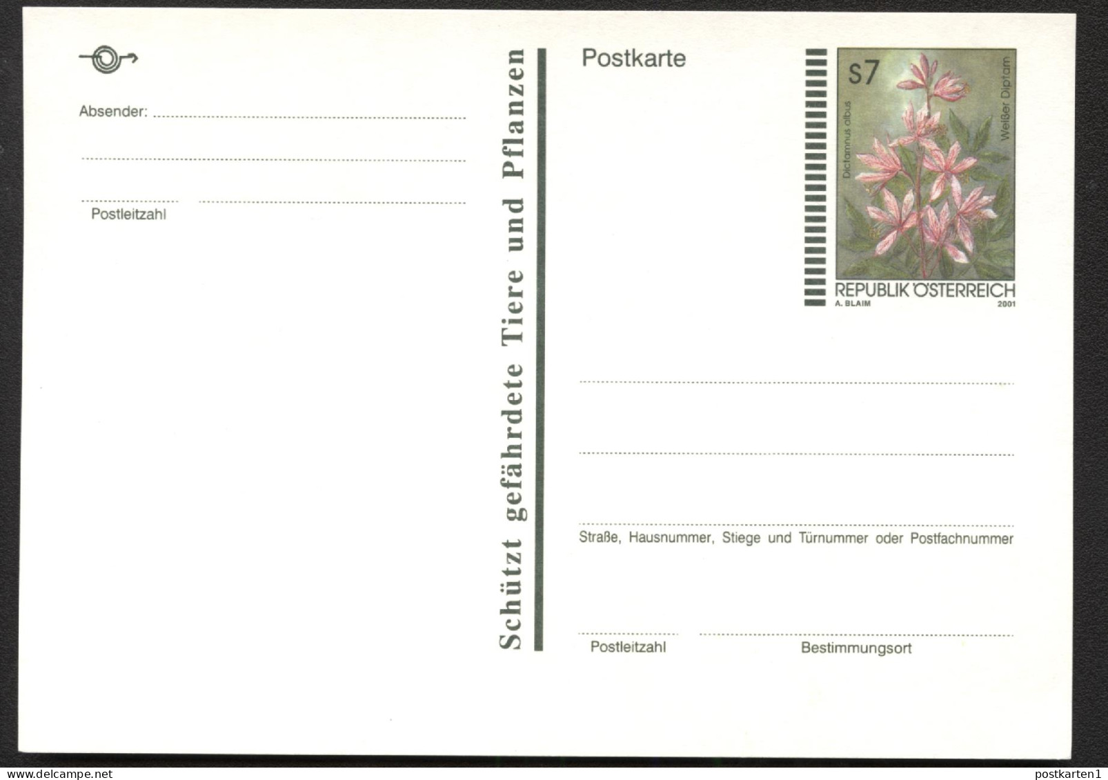 WEISSER DIPTAM Dictamnus Albus Österreich Postkarte P551  Postfrisch Feinst 2001 Kat.4,00€ - Piante Velenose