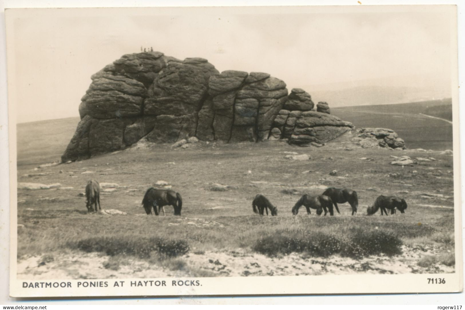 Dartmoor Ponies At Haytor Rocks - Dartmoor