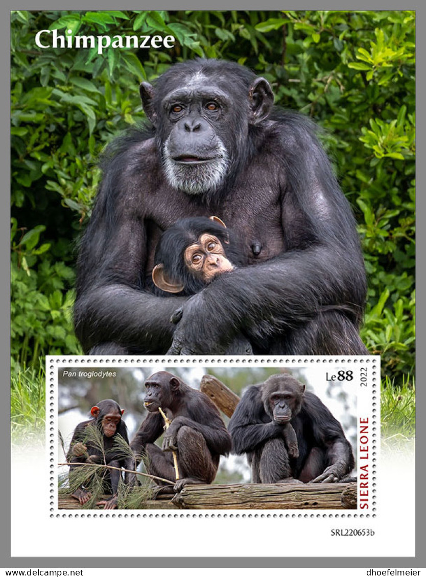 SIERRA LEONE 2022 MNH Chimpanzee Schimpansen Chimapanze S/S - IMPERFORATED - DHQ2319 - Schimpansen