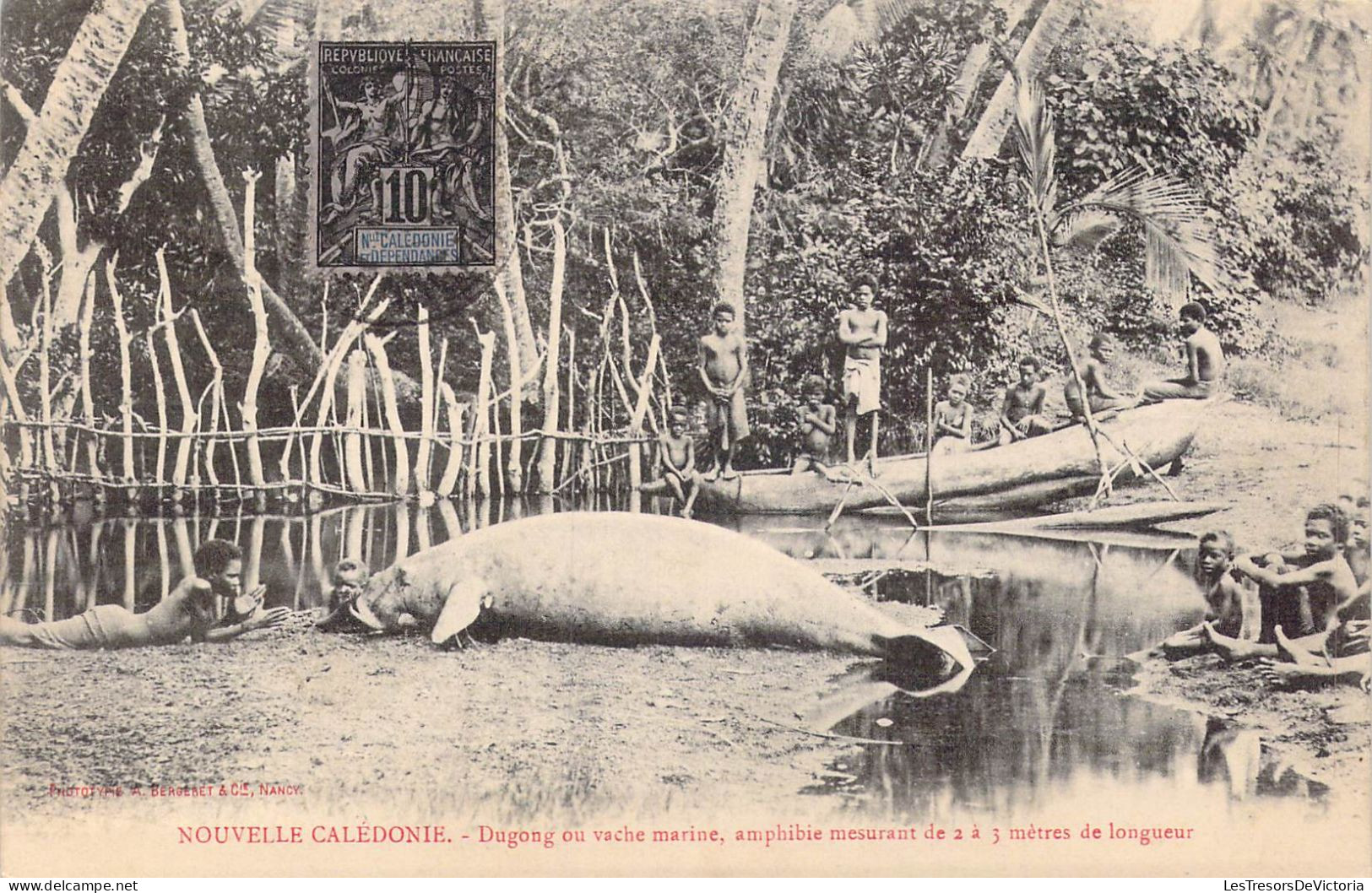 FRANCE - Nouvelle-Calédonie - Dugong Ou Vache Marine, Amphibie Mesurant De 2 à 3 Mètres De.. - Carte Postale Ancienne - Nouvelle Calédonie