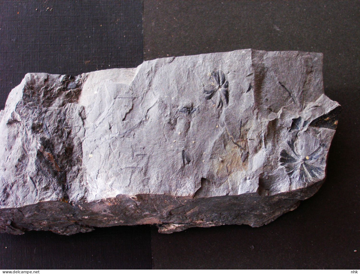 Fossiles Sphenophyllum Cuneifollium Plante Du Carbonifère Carboniferous Plant - Fossilien