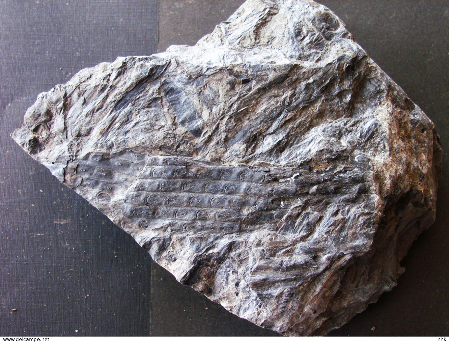 Fossiles  Sigillaria Ovata Plante Du Carbonifère Carboniferous Plant - Fossils
