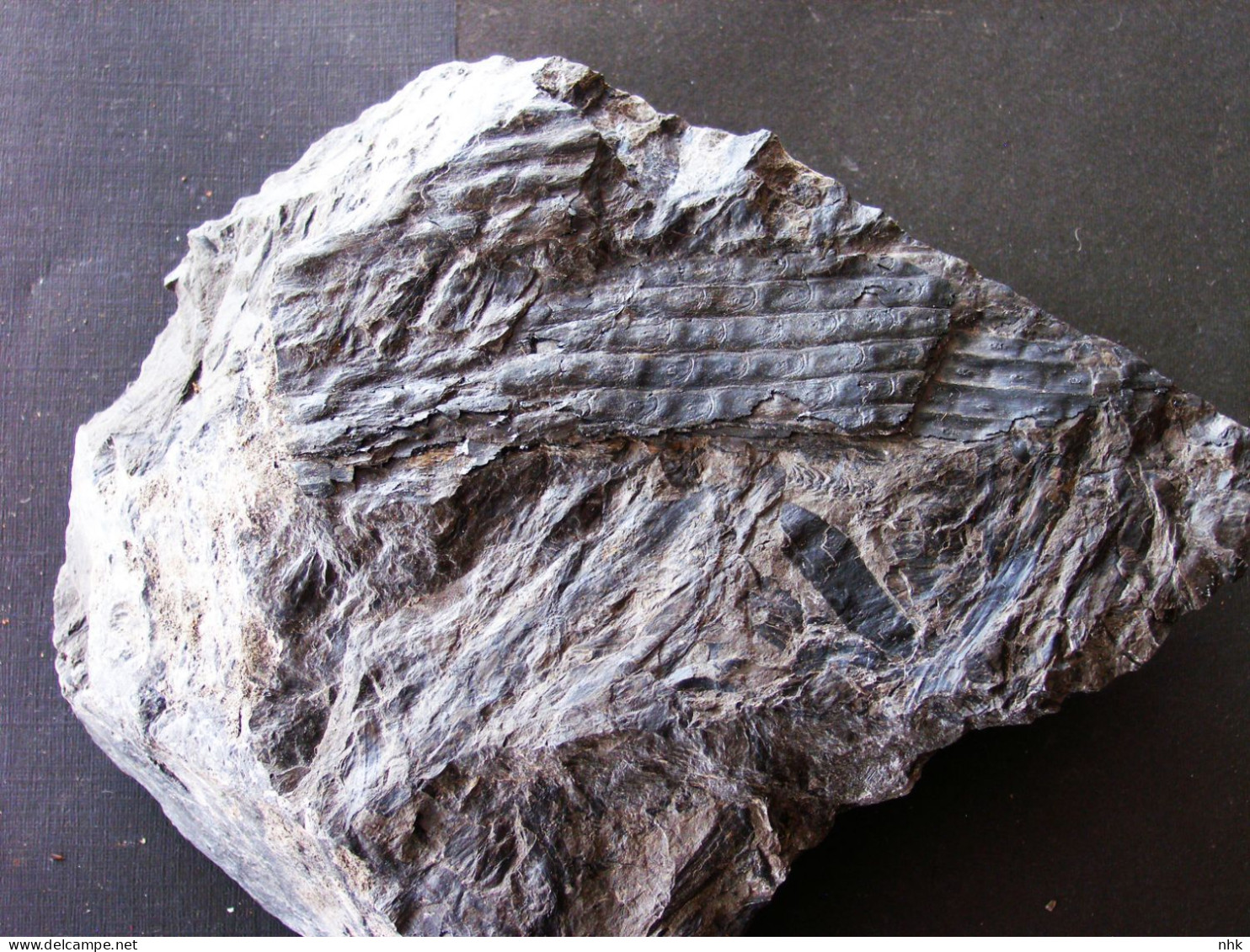 Fossiles  Sigillaria Ovata Plante Du Carbonifère Carboniferous Plant - Fossielen