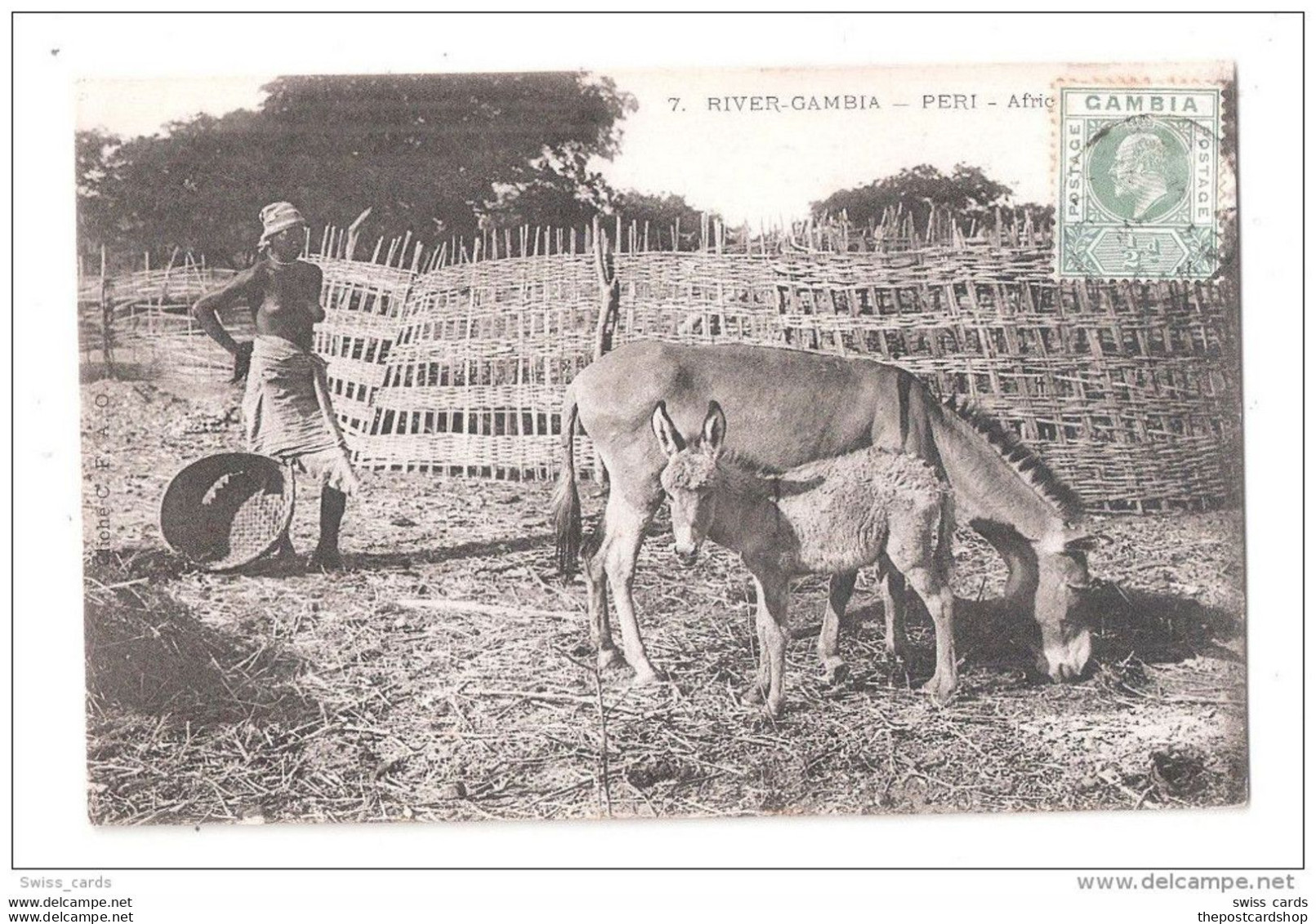GAMBIE - RIVER GAMBIA - PERI - AFRICAN DONKEYS - JEUNE FILLE GARDIENNE D'ANE Au SEINS NUS- NU - NUDE- ANON - CLICHE 1900 - Kenya