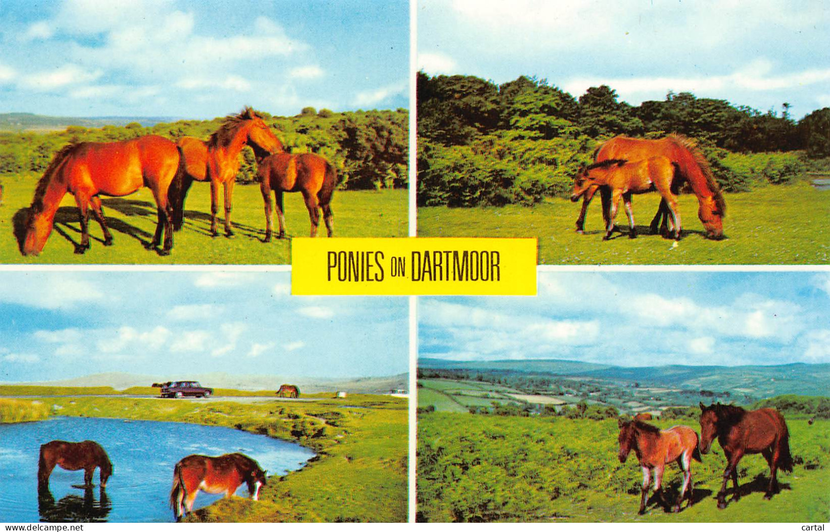 PONIES On DARTMOOR - Dartmoor